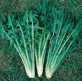 CICORIA CATALOGNA FOGLIE FRASTAGLIATE NR.2000 SEMI